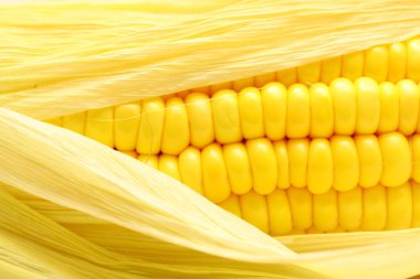 Corn close-up. clipart