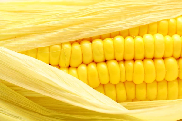 stock image Corn close-up.