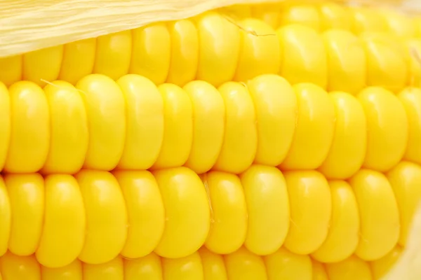 stock image Corn close-up.