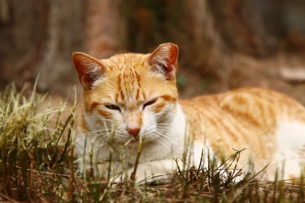 Un gato soñoliento — Foto de Stock
