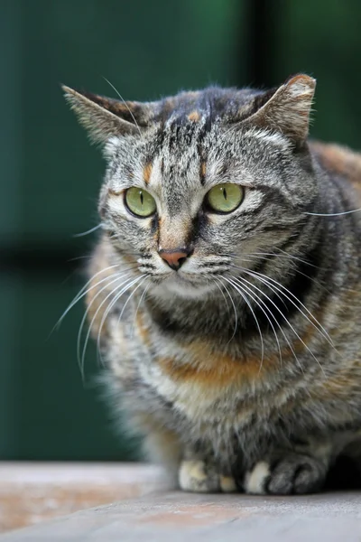 Et katteportrett – stockfoto