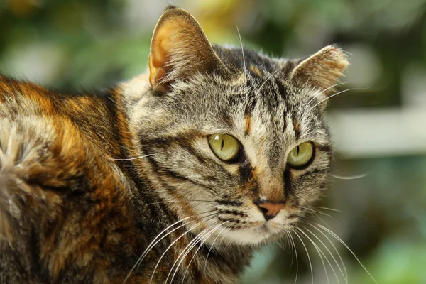 Een portret van de kat — Stockfoto