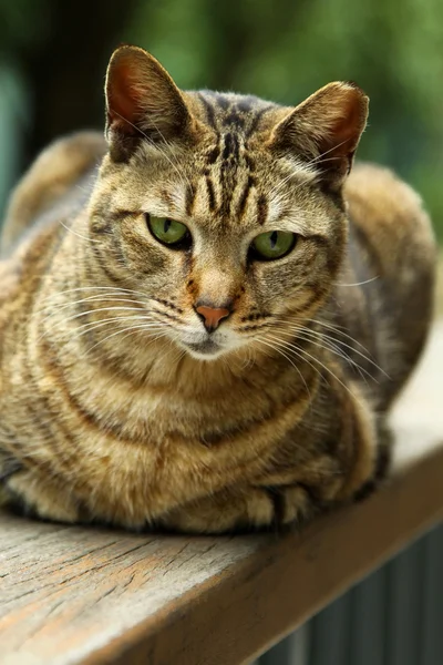 Um retrato de gato — Fotografia de Stock