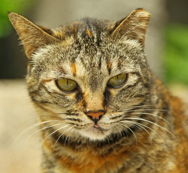 Een portret van de kat — Stockfoto