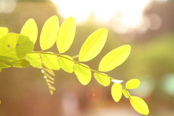 Grüne Blätter unter Sonnenschein — Stockfoto