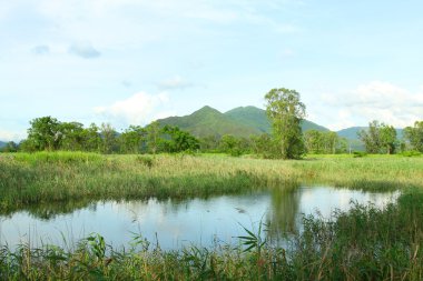 Wetland in Hong Kong at day time clipart