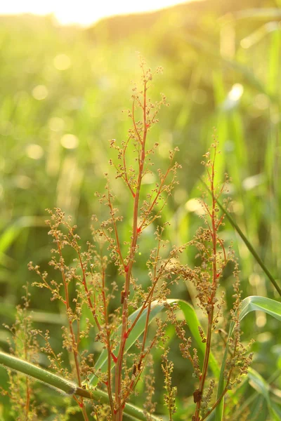 Zomer grassen onder zon — Stockfoto