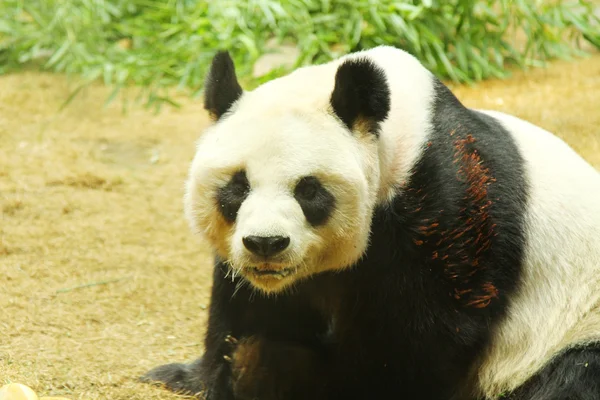Óriás panda medve — Stock Fotó