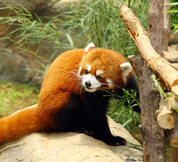 A veszélyeztetett vörös panda — Stock Fotó
