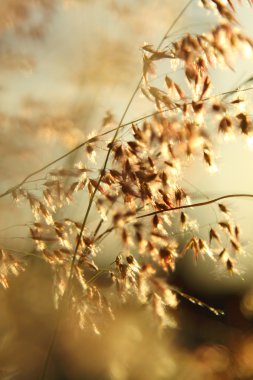 Grasses in gold light in summer time clipart