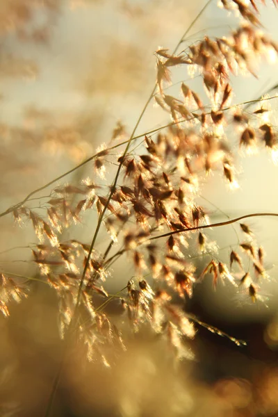 Grasses in gold light in summer time — Stock Photo, Image