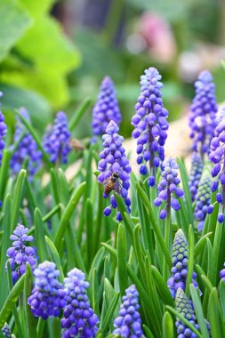 Grape hyacinth in spring clipart