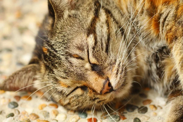 Spící kočka — Stock fotografie