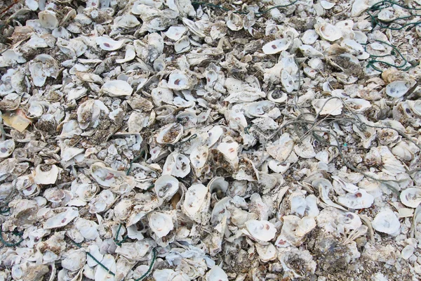 Oyster shells on the ground — Stock Photo, Image
