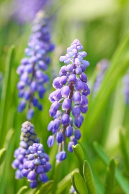 Grape hyacinth clipart