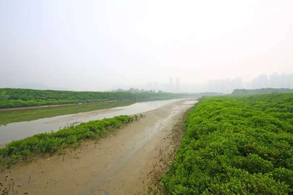 Våtmark i hong kong — Stockfoto