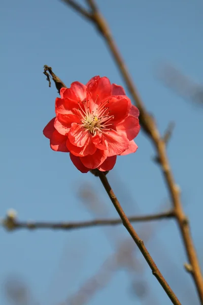 Stock image Cherry blossom in spring time