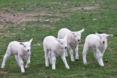 A gang of lambs clipart