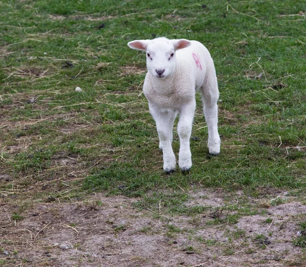 A young lamb — Stock Photo, Image