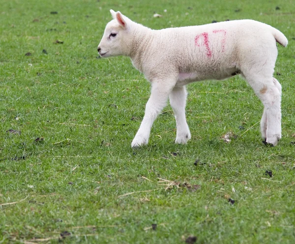 A young lamb — Stock Photo, Image