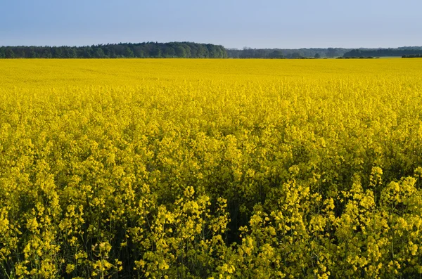 Field of rapeseed plants — Stock Photo, Image