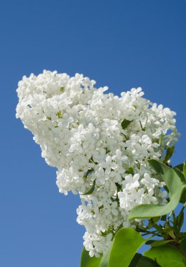 Syringa vulgaris