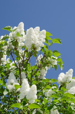 Syringa vulgaris