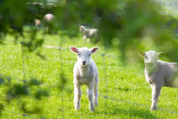 Baby lamb nakukovali přes plot — Stock fotografie