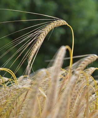 Barley, Hordeum Vulgare clipart