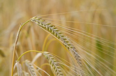 Barley, Hordeum Vulgare clipart