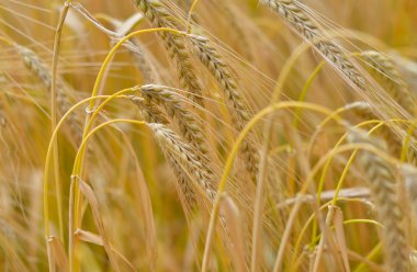 Barley, Hordeum Vulgare clipart