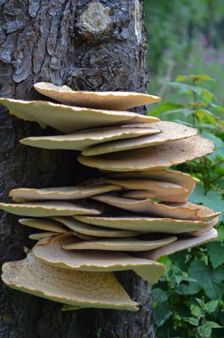 Fistulina hepatica, bracket fungus on tree trunk. clipart
