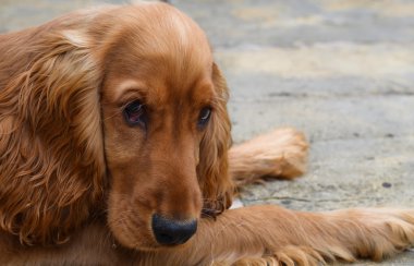 Cocker spaniel köpek yavrusu