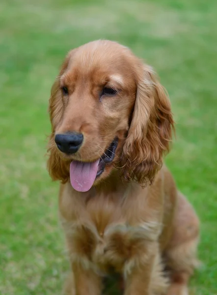 stock image Cocker Spaniel portrait