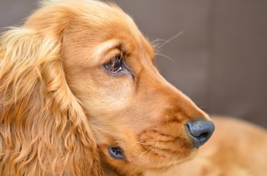 Cocker spaniel puppy clipart