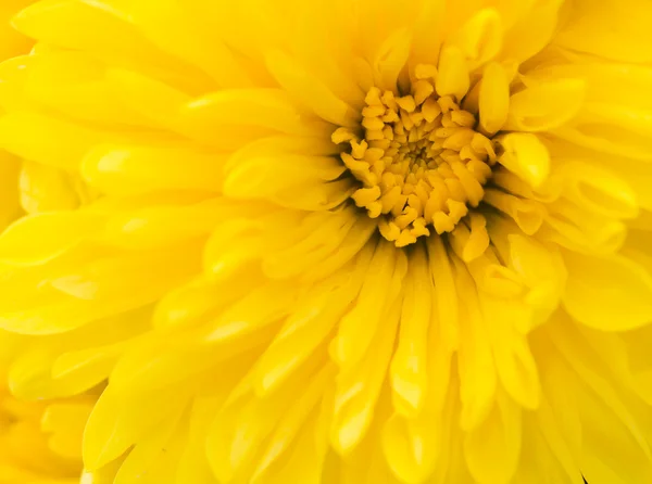 Yellow — Stock Photo, Image