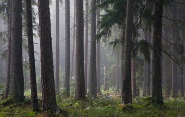 Coniferous trees against light of misty sunrise clipart