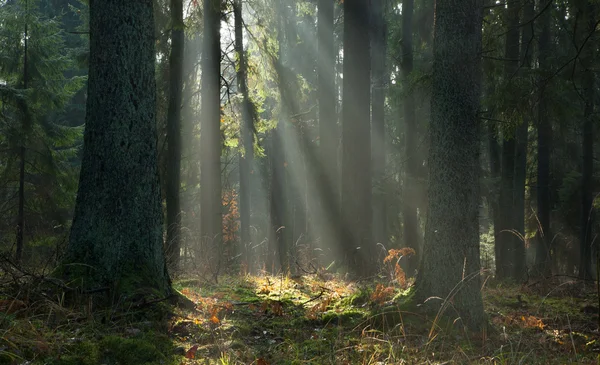 日の出ビャウォヴィエジャの森の霧深い秋針葉樹林分 — ストック写真