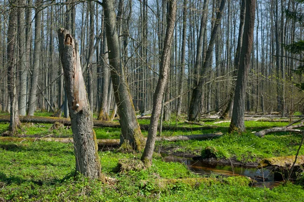 Estande ripário da Floresta Bialowieza ao longo do córrego — Fotografia de Stock