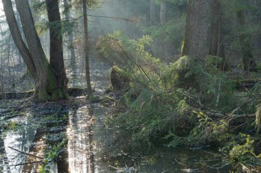 bialowieza orman kıyısını sabah standı