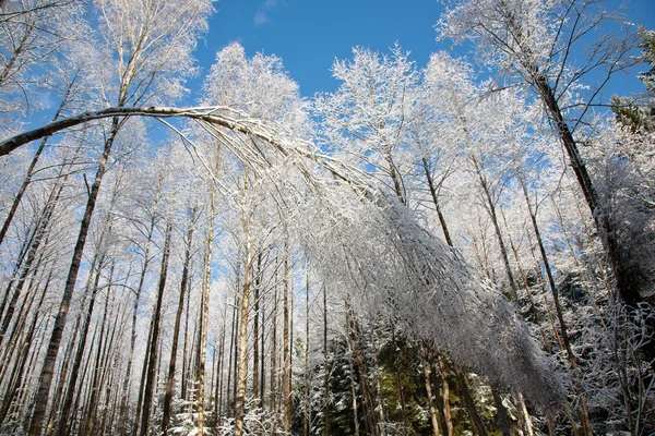 Λυγισμένο σημύδα δέντρο snoww τυλιγμένο — Φωτογραφία Αρχείου