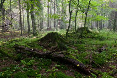 Deciduous stand with stumps moss wrapped clipart