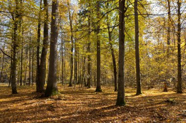 Autumnal mixed forest with dry leaves clipart