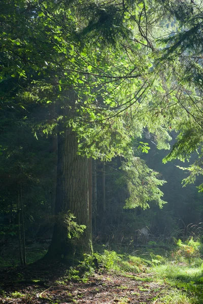 सूर्यप्रकाशित जुन्या ओक झाड पार करणारा मार्ग — स्टॉक फोटो, इमेज