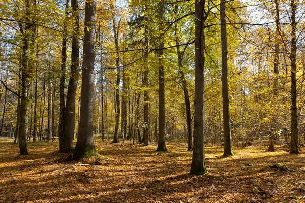 stock image Autumnal mixed forest with dry leaves