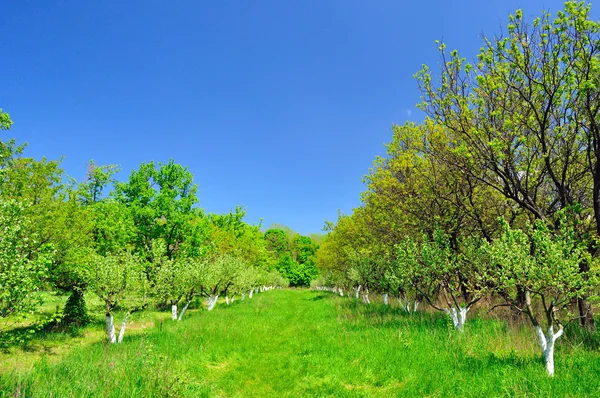 stock image Garden on a bright summer day