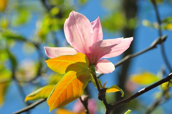 Rosa magnolia blomma på våren — Stockfoto
