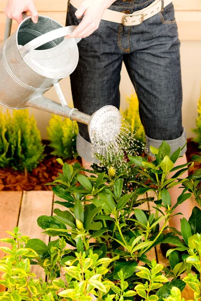 Gardening woman watering plant spring terrace — Stock Photo, Image