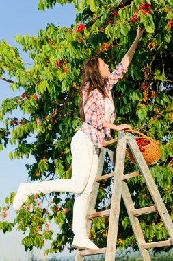 Cherry tree harvest summer woman climb ladder clipart