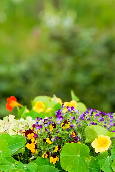 夏の庭の花紫パンジーのカラフルな肖像 — ストック写真